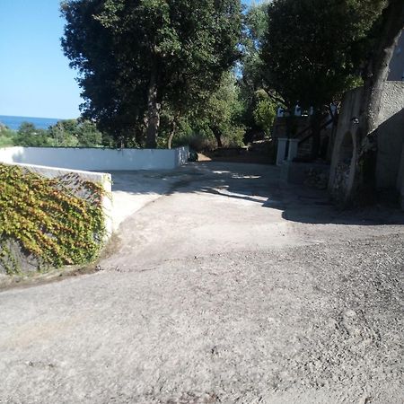 Cap Corse Une Villa Dans Un Nid De Verdure San-Martino-di-Lota Ngoại thất bức ảnh